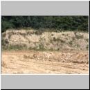 Pseudomalus cf auratus - Goldwespe 01c 4mm Lehmgrube fdet10.jpg